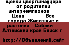 щенки цвергшнауцера от родителей интерчемпионов,   › Цена ­ 35 000 - Все города Животные и растения » Собаки   . Алтайский край,Бийск г.